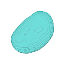 Cell shape: interphase