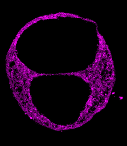 Cardiac organoid fluorescence microscopy