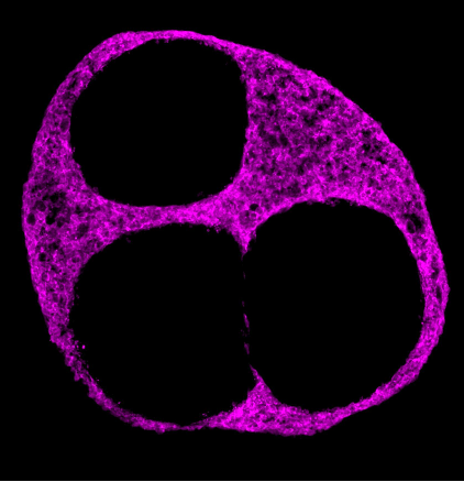 Cardiac organoid fluorescence microscopy